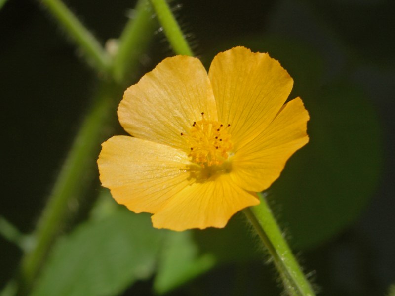 Una pianta senza nome dai fiori gialli - Abutilon theophrast